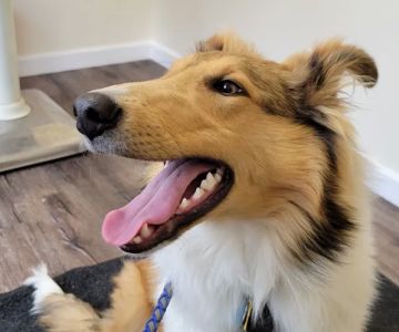Bliss Veterinary Services