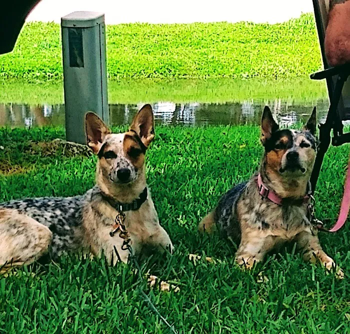 Bliss Veterinary Services 9