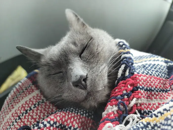 Bliss Veterinary Services 7