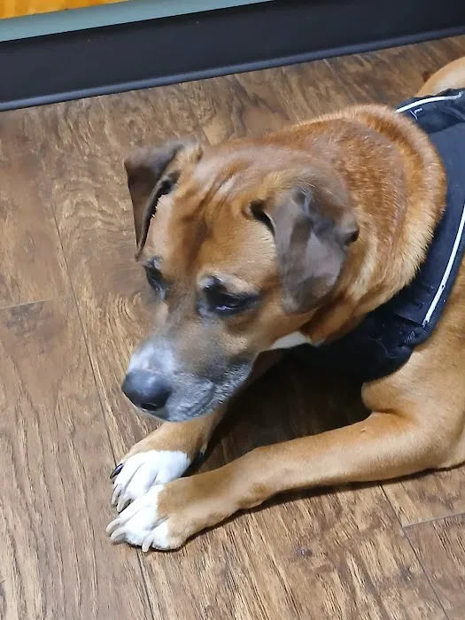Minerva Veterinary Clinic 7