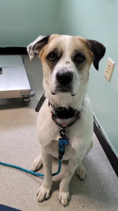 Minerva Veterinary Clinic 10