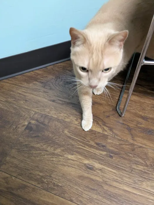 Minerva Veterinary Clinic 4
