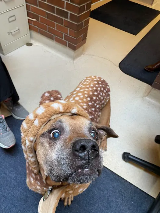Tallmadge Animal Hospital 2
