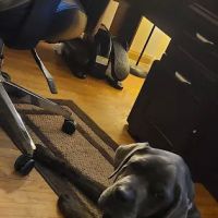 Tallmadge Animal Hospital ico