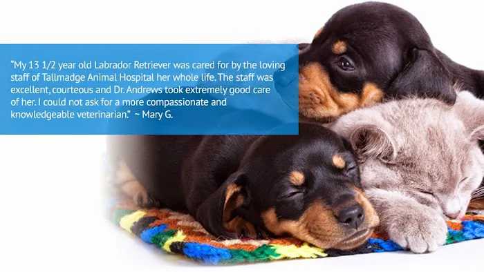 Tallmadge Animal Hospital 8