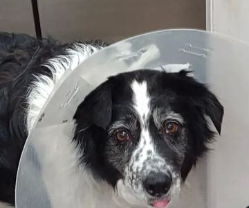 Solon Animal Hospital
