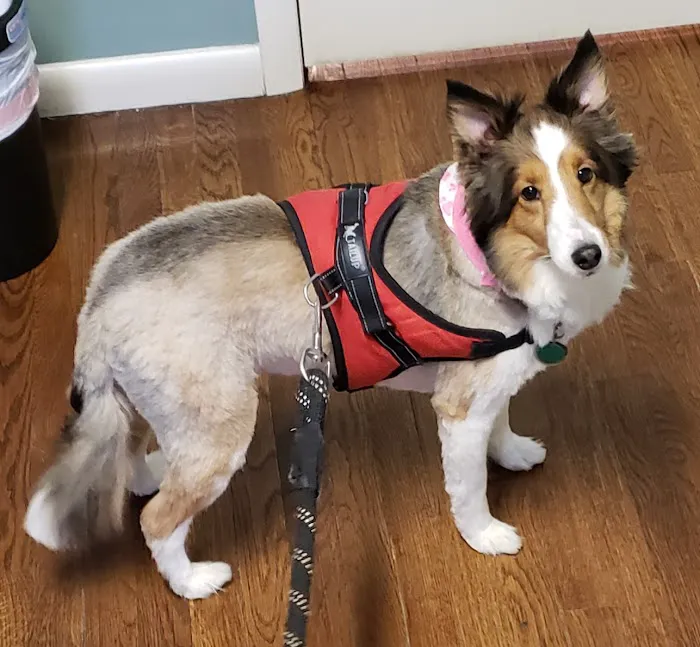 Solon Animal Hospital 6