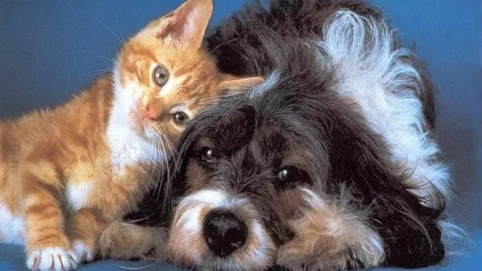 Suburban Veterinary Clinic 1