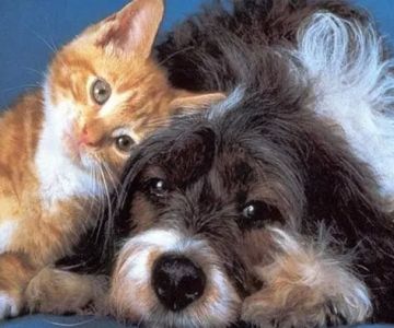 Suburban Veterinary Clinic