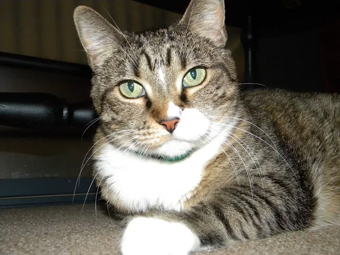 Hudson Veterinary Hospital 9