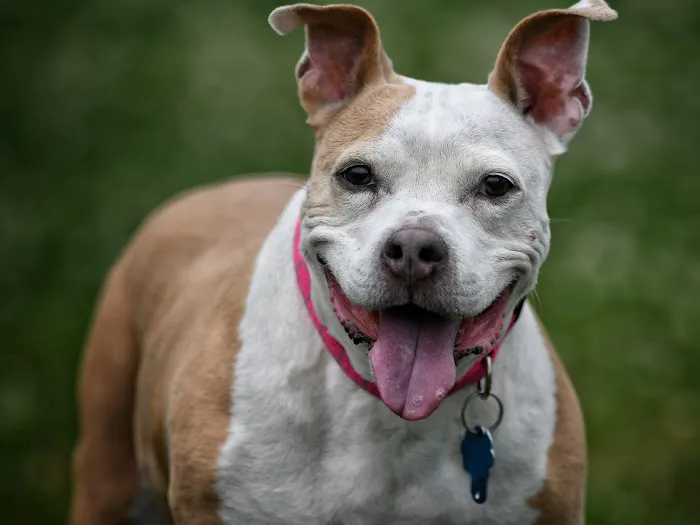 Hudson Veterinary Hospital 6