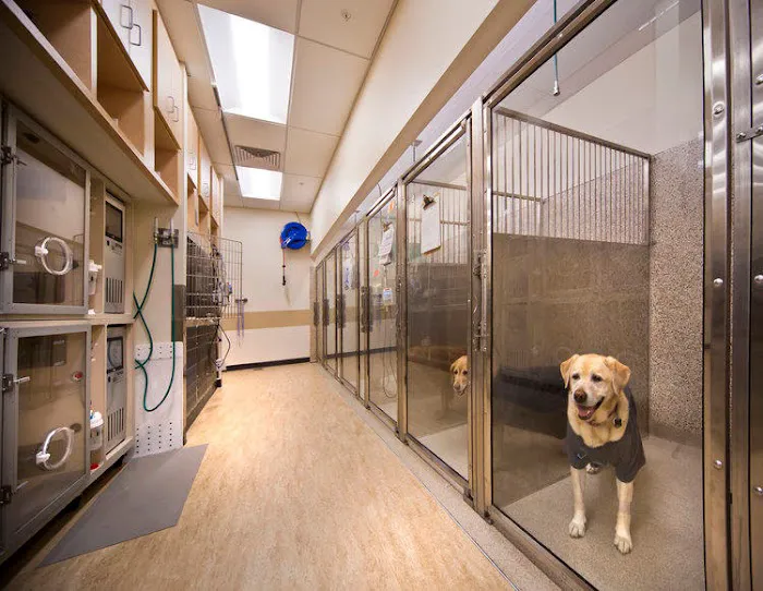 VCA Great Lakes Veterinary Specialists 10