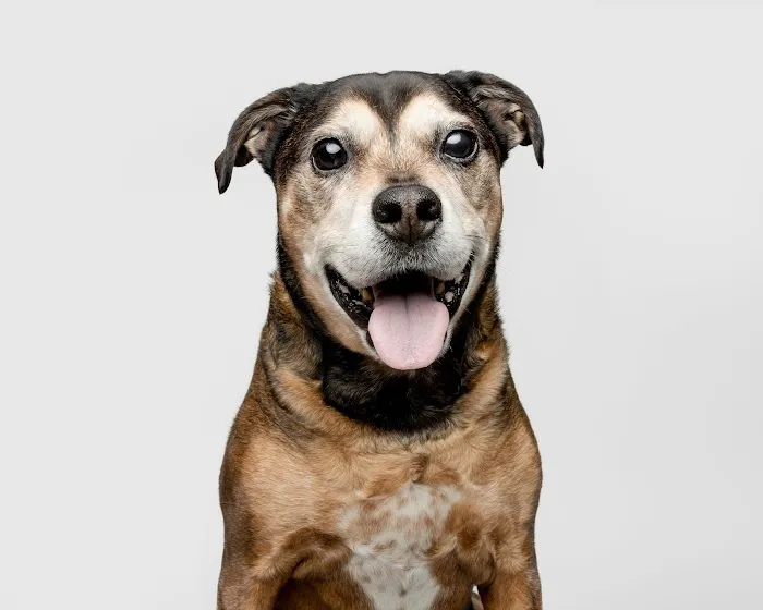 VCA Great Lakes Veterinary Specialists 9
