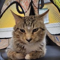 Orange Village Animal Hospital ico