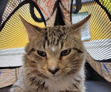 Orange Village Animal Hospital
