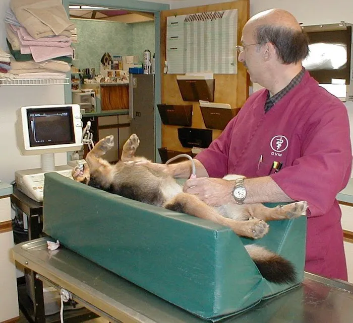 Orange Village Animal Hospital 3