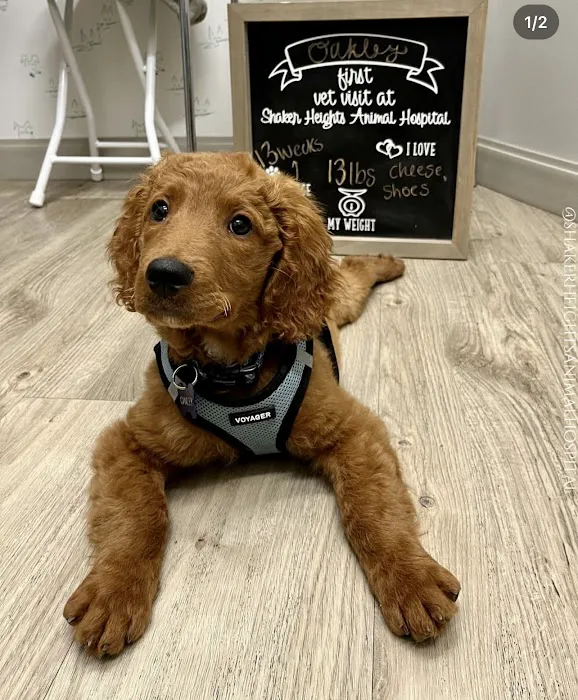 Shaker Heights Animal Hospital 10