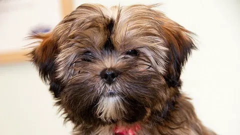 Primary Pet Care 1