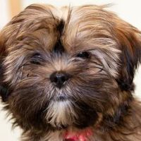 Primary Pet Care ico