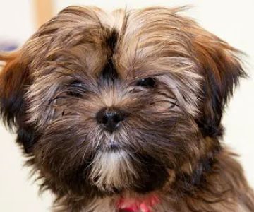 Primary Pet Care
