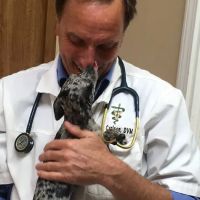Stow Kent Animal Hospital ico