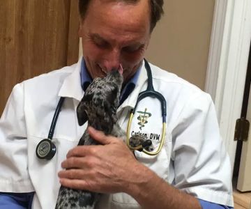 Stow Kent Animal Hospital