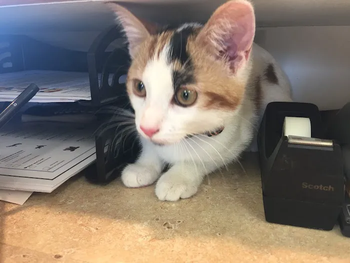 Stow Kent Animal Hospital 10