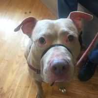 Shaker Square Animal Hospital ico