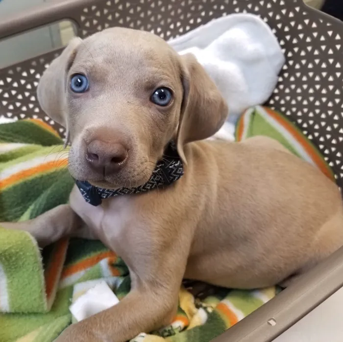 Oak Tree Veterinary Hospital 10