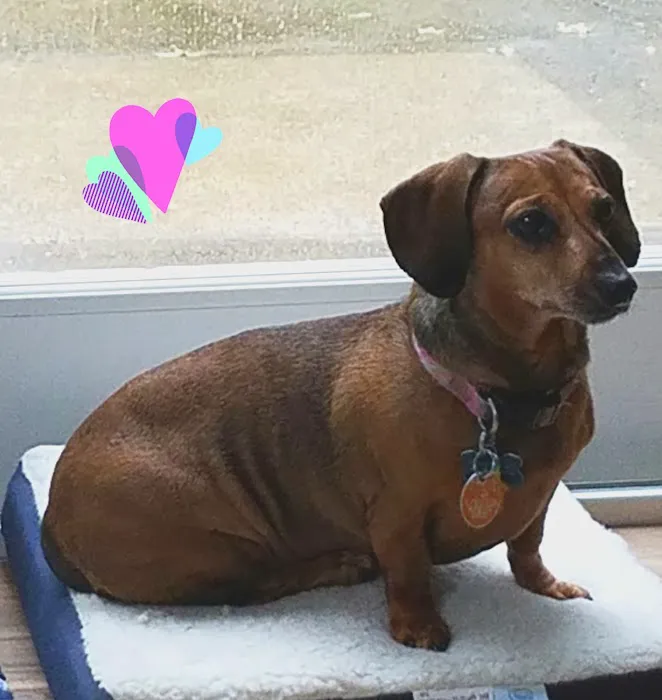 Banfield Pet Hospital 4