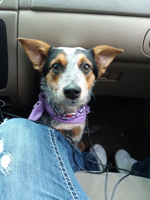 Sugar Creek Veterinary Services 6