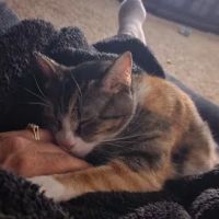 Sugar Creek Veterinary Services ico