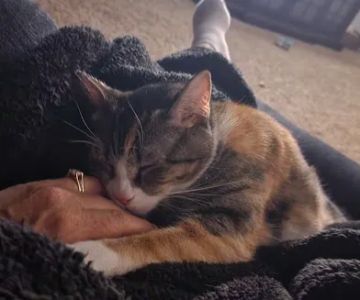 Sugar Creek Veterinary Services
