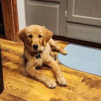 Texas County Veterinary Clinic ico