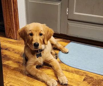 Texas County Veterinary Clinic
