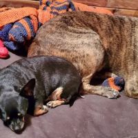 Mountain View Animal Clinic ico