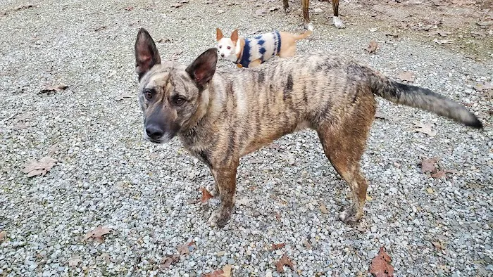 Mountain View Animal Clinic 4