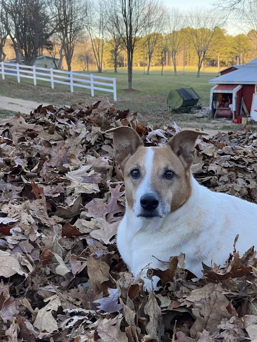 Barn Hollow Veterinary Services 8
