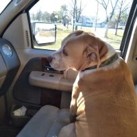 Barn Hollow Veterinary Services ico