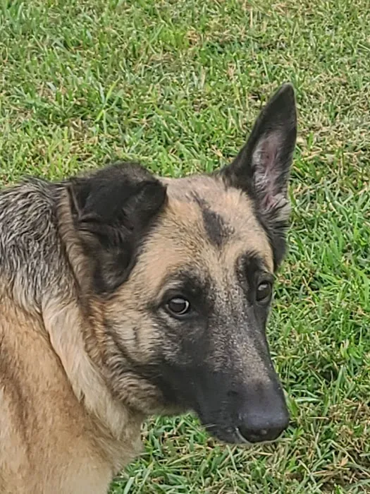 Priority Pet Care of the Ozarks 7