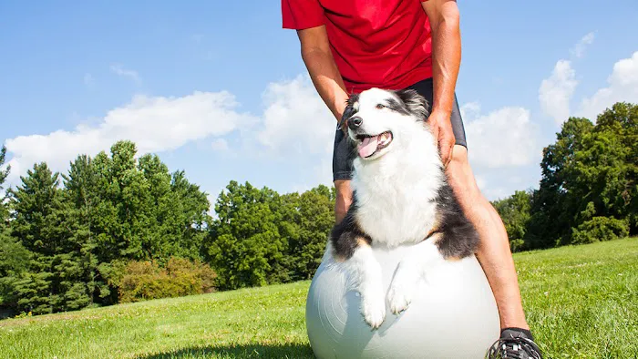 Priority Pet Care of the Ozarks 9
