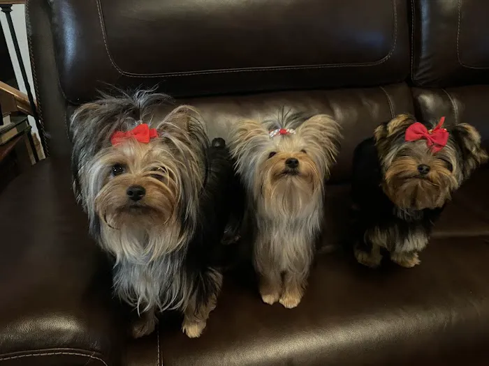 Priority Pet Care of the Ozarks 5