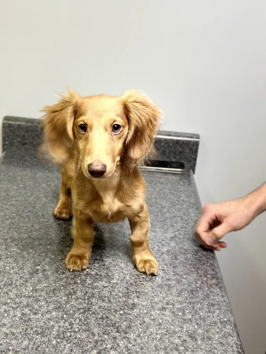 Priority Pet Care of the Ozarks 3