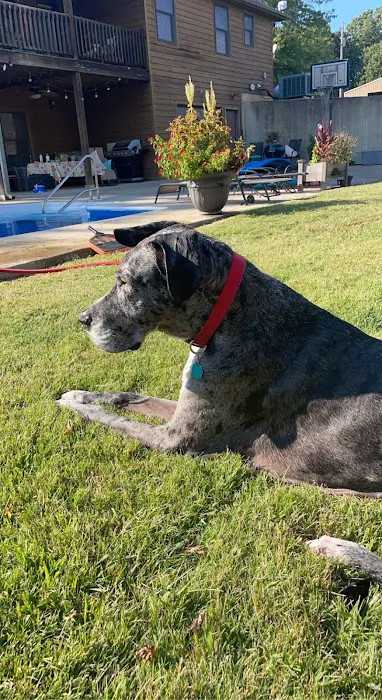 Priority Pet Care of the Ozarks 6