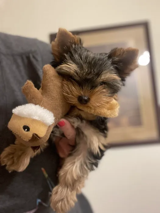 Priority Pet Care of the Ozarks 4