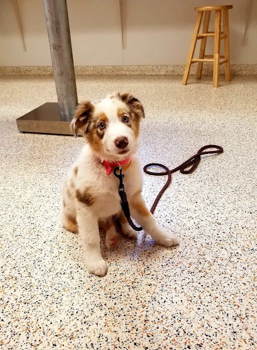 Troop Veterinary Services 7