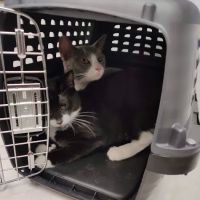 Spears Animal Hospital ico