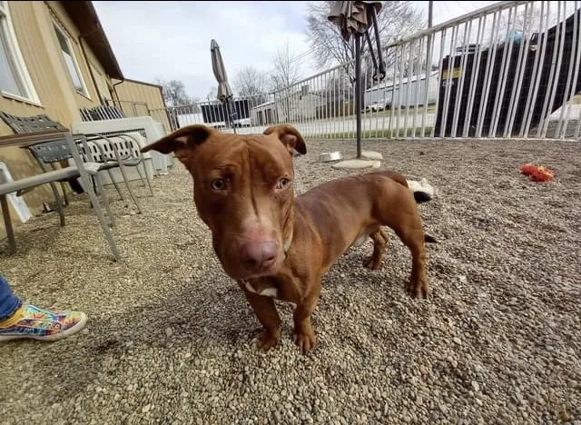 Gallatin Co Veterinary Services 3