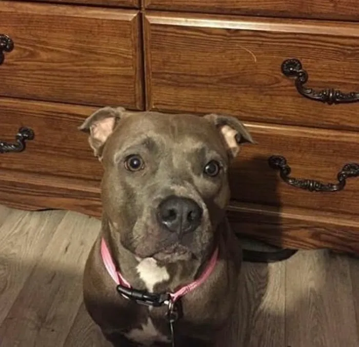Gallatin Co Veterinary Services 6