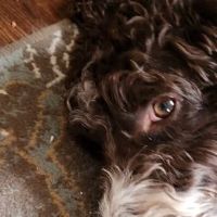 Gallatin Co Veterinary Services ico